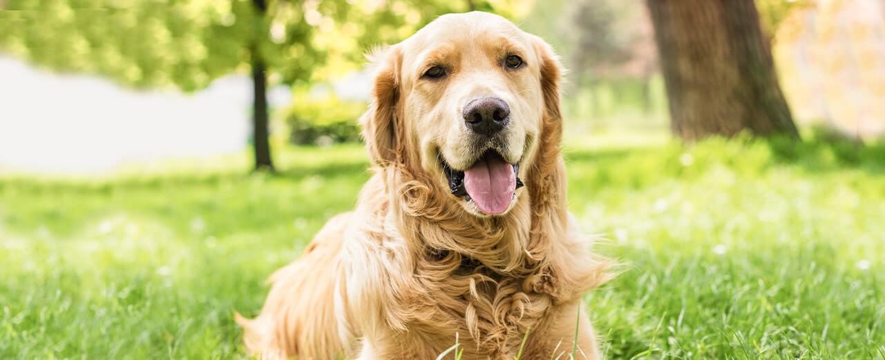 The Hidden Places Ticks Lurk on Dogs – And How to Stay One Step Ahead