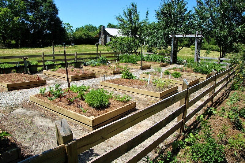 🌻 10 Ways TickWise Keeps Your Backyard Comfortable This August