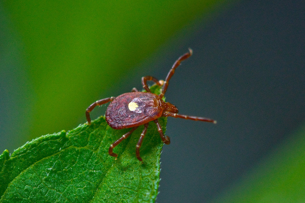 What I Wish You Knew About Lyme: Real Voices from the People Who Live It